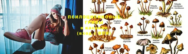 крисы Магас
